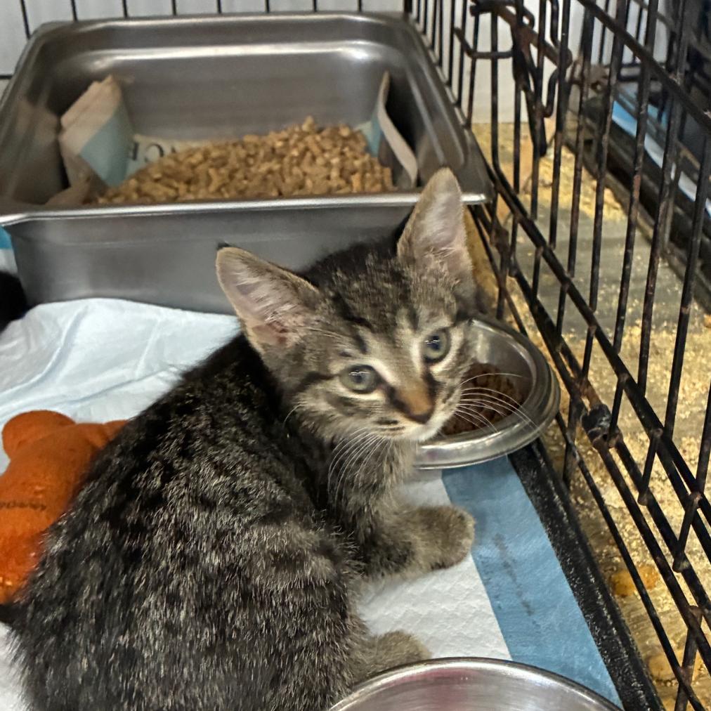 Enlarge Wasabi, a Adoptable Domestic Short Hair in Hattiesburg, MS image 2/3