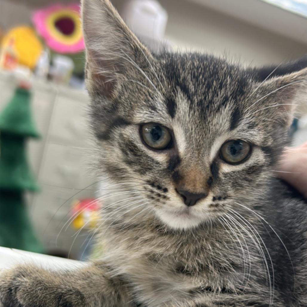 Enlarge Wasabi, a Adoptable Domestic Short Hair in Hattiesburg, MS image 3/3