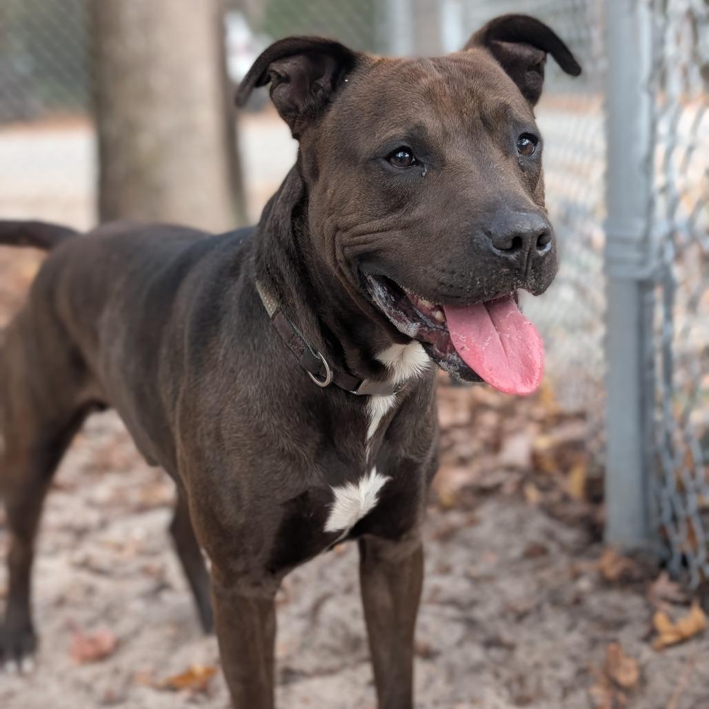 Enlarge Brody, a Adoptable Mixed Breed in Middleburg, FL image 1/3