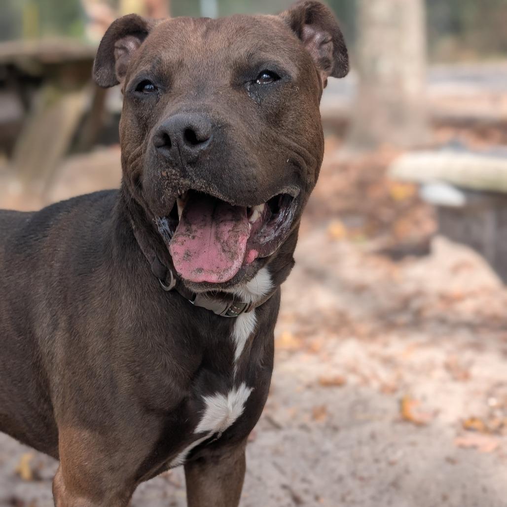 Enlarge Brody, a Adoptable Mixed Breed in Middleburg, FL image 2/3