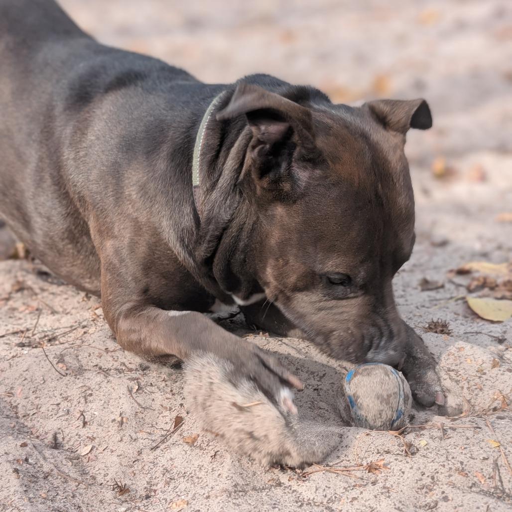 Enlarge Brody, a Adoptable Mixed Breed in Middleburg, FL image 3/3