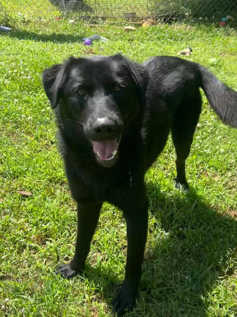 Cole, Adoptable, Young Male Labrador Retriever.