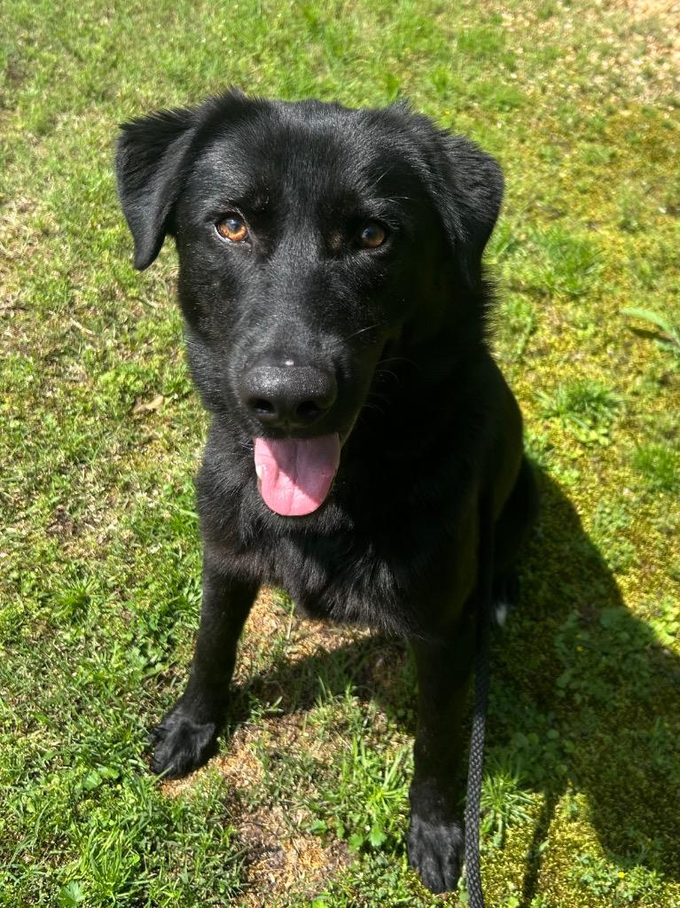 Enlarge Cole, a Adoptable Labrador Retriever in Benton, AR image 2/2