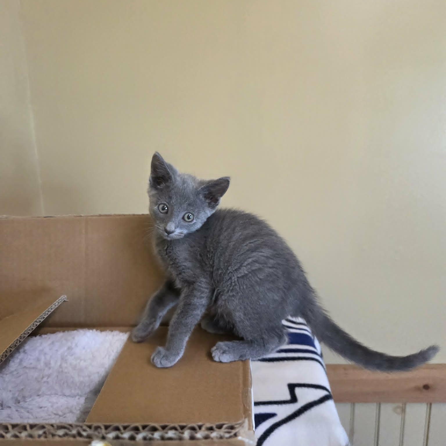 Enlarge Aztec, an adopted mixed breed in Lancaster, KY image 3/3