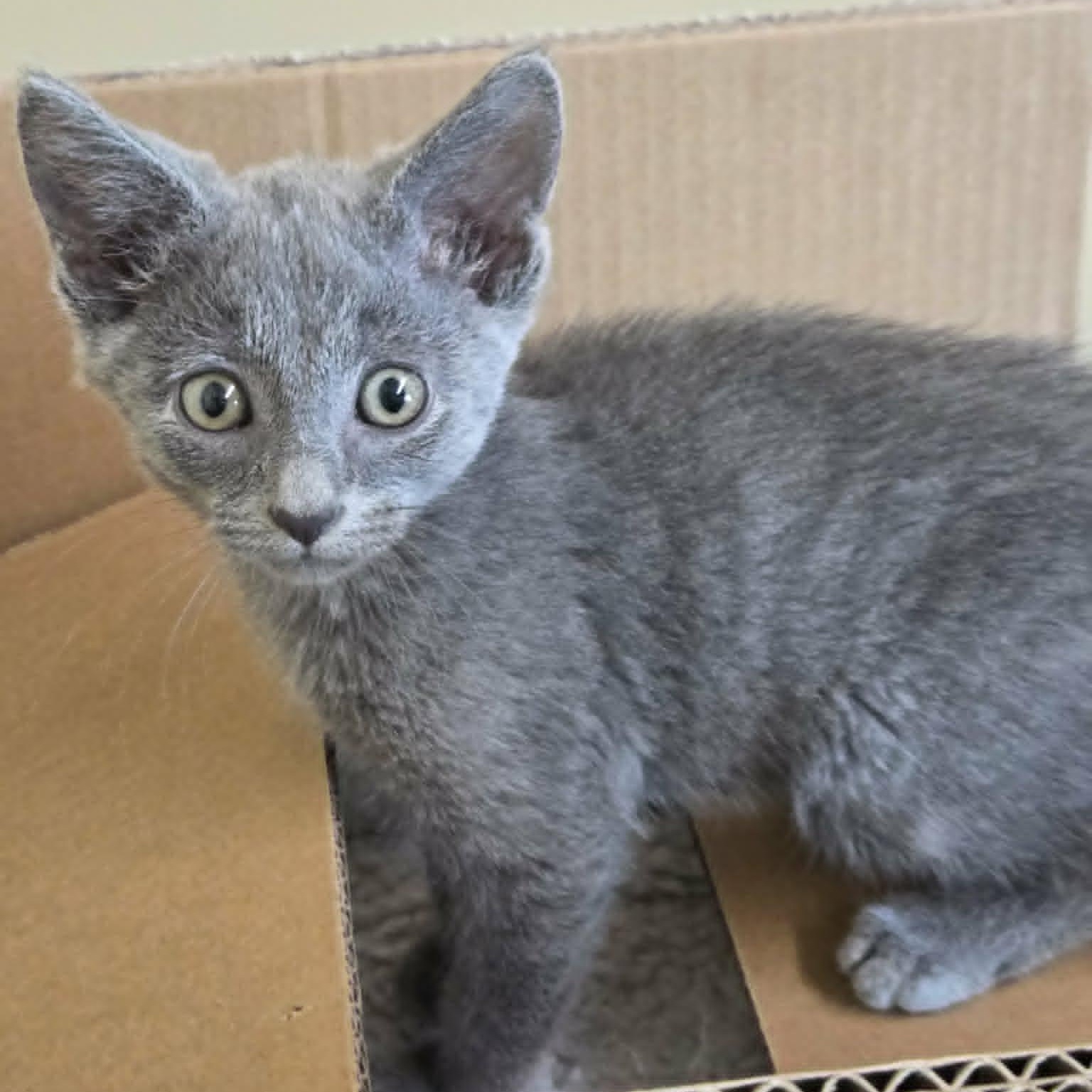 Enlarge Aztec, an adopted mixed breed in Lancaster, KY image 2/3