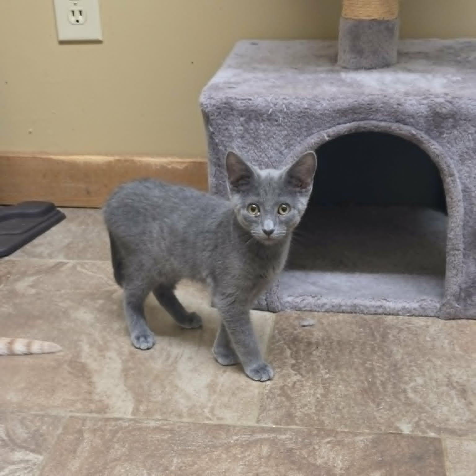 Enlarge Aztec, an adopted mixed breed in Lancaster, KY image 1/3