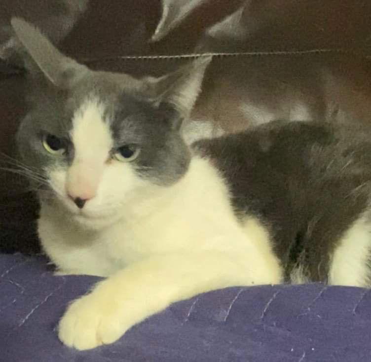 Enlarge Sasha, a Adoptable Domestic Medium Hair in Ridgefield, CT image 1/3