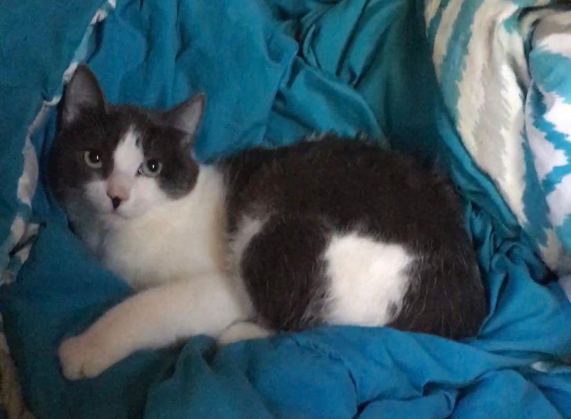 Enlarge Sasha, a Adoptable Domestic Medium Hair in Ridgefield, CT image 3/3