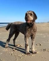 Sandy  Year Old thumbnail 3