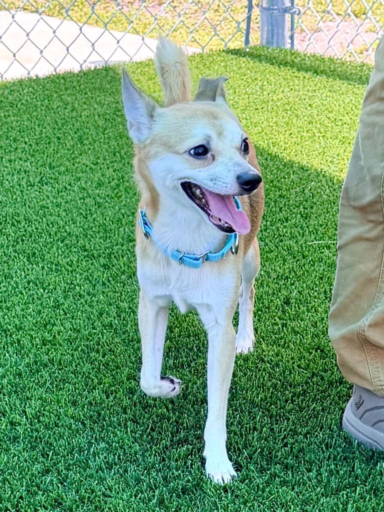 Enlarge Connery, a Adoptable mixed breed in Cape Coral, FL image 1/1