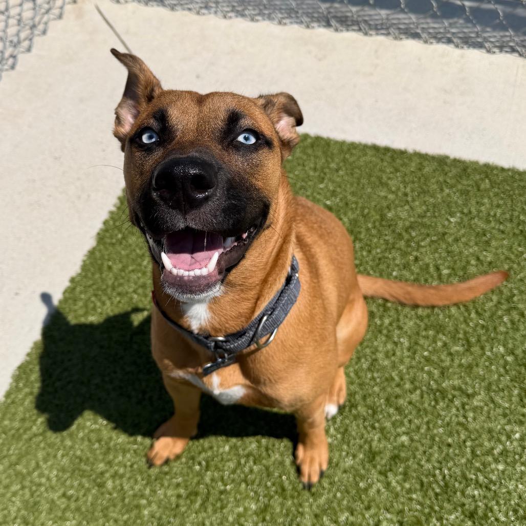 Mali, Adoptable, Young Female Shepherd & Mixed Breed.