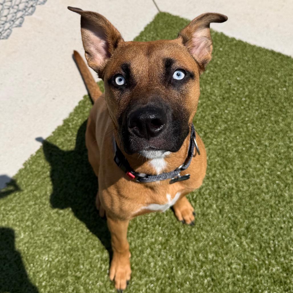 Enlarge Mali, a Adoptable mixed breed in Cody, WY image 2/3