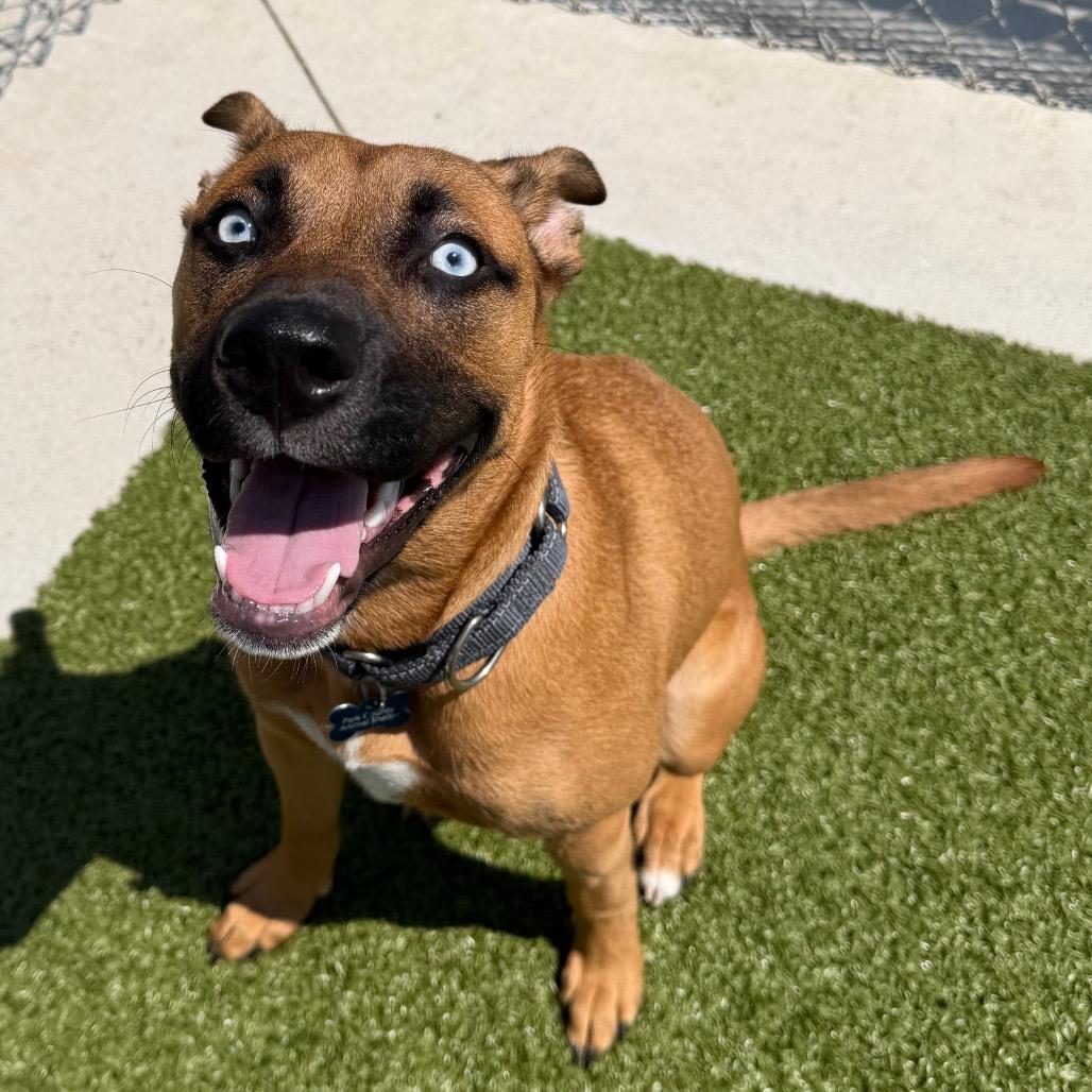 Enlarge Mali, a Adoptable mixed breed in Cody, WY image 3/3