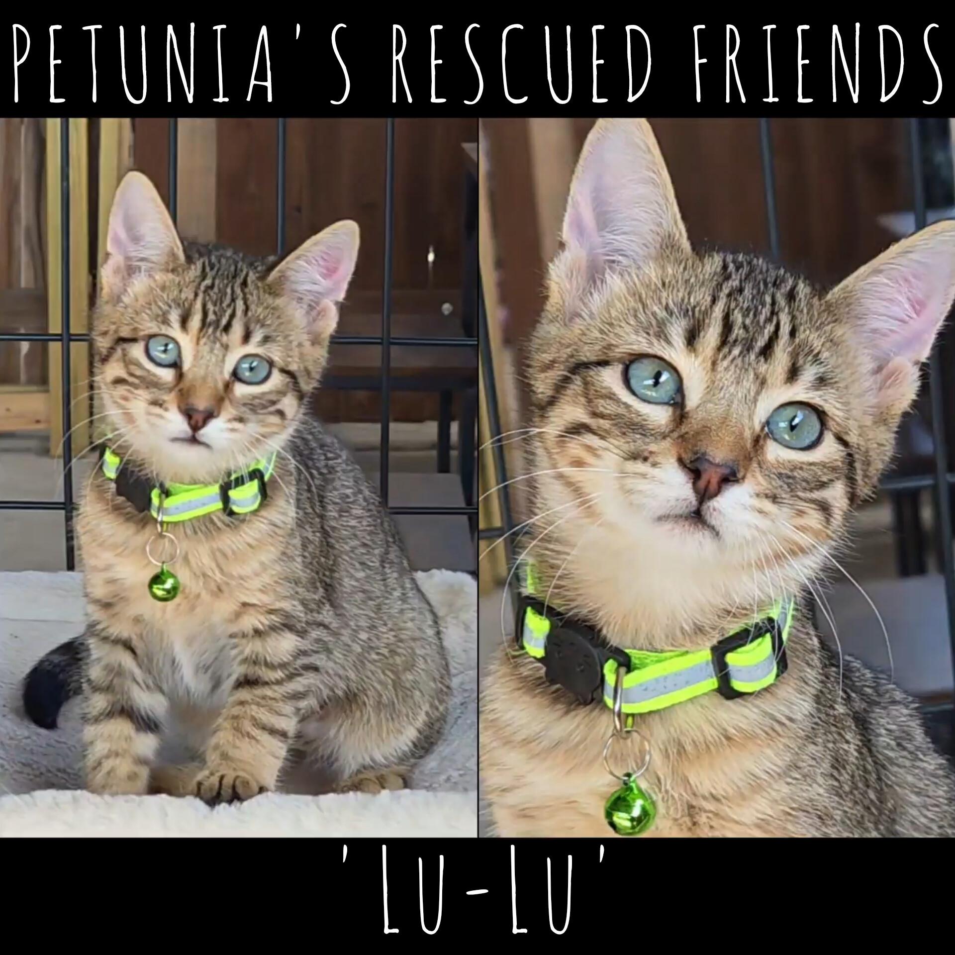 Enlarge Lu-Lu, a Adoptable Domestic Short Hair in Castroville, TX image 1/1