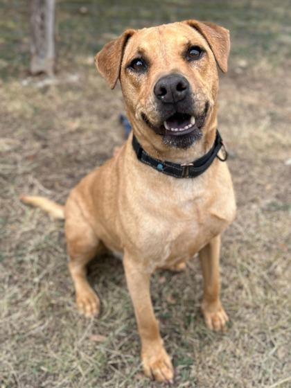 Enlarge August, a Adoptable mixed breed in San Antonio, TX image 1/3