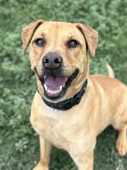 Enlarge August, a Adoptable mixed breed in San Antonio, TX image 2/3