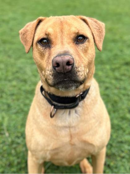 Enlarge August, a Adoptable mixed breed in San Antonio, TX image 3/3