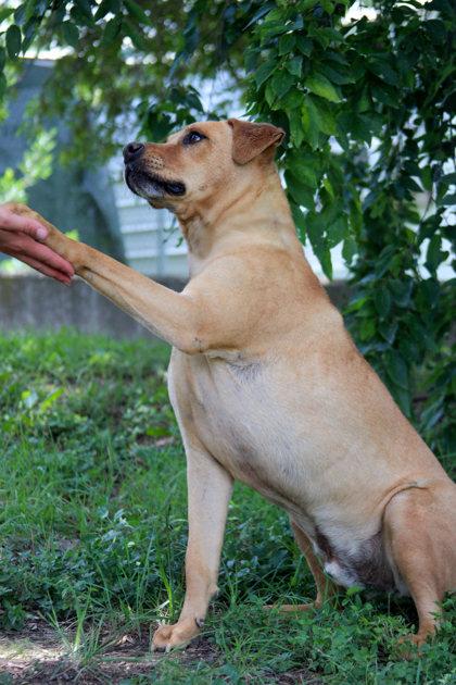 Enlarge August, a Adoptable mixed breed in San Antonio, TX image 5/5