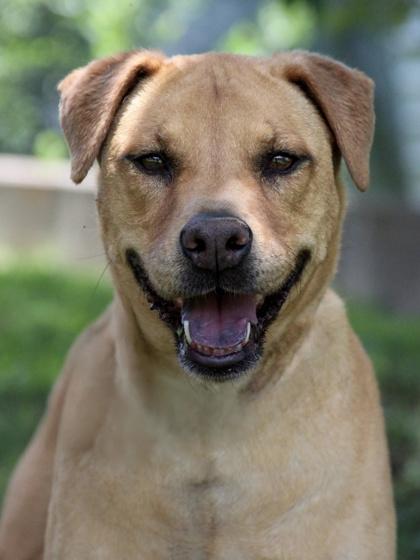 Enlarge August, a Adoptable mixed breed in San Antonio, TX image 2/3