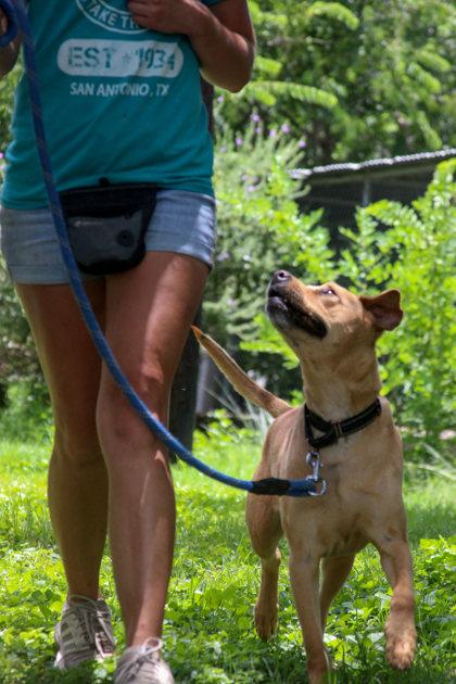 Enlarge August, a Adoptable mixed breed in San Antonio, TX image 3/3