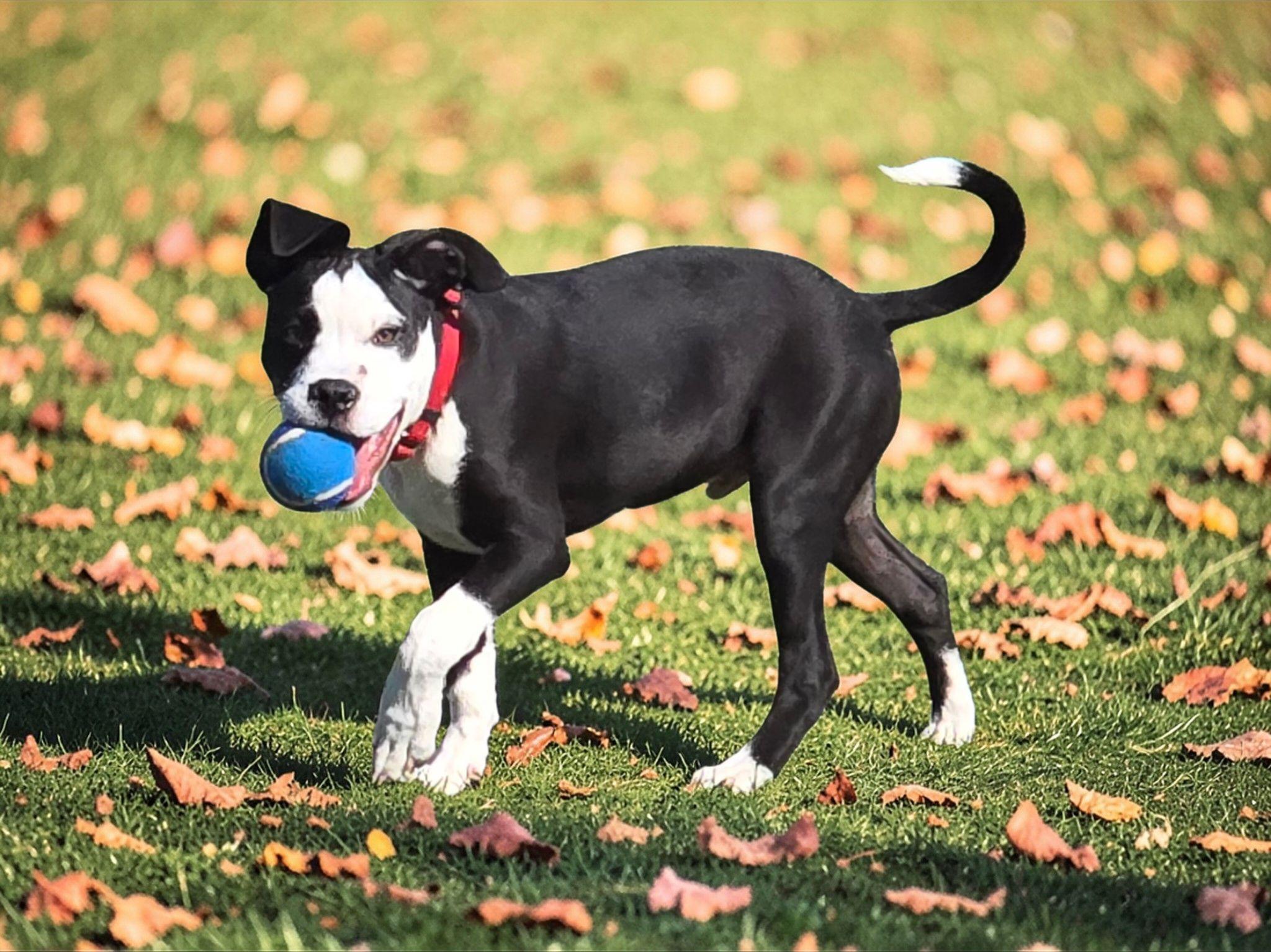 Tux , ADOPTABLE, Young Male Pit Bull Terrier.