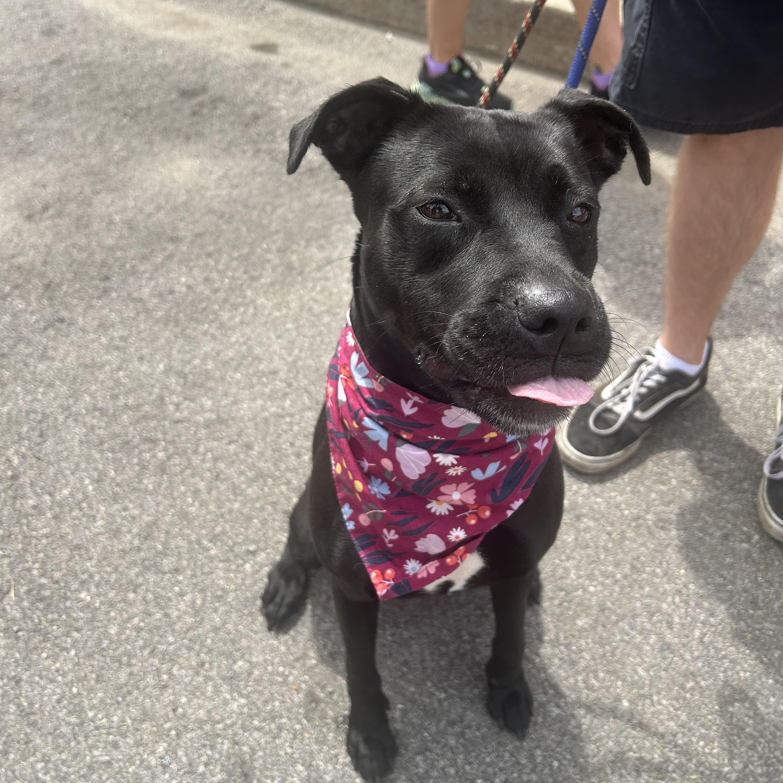 Isla, a ADOPTABLE mixed breed in Buffalo, NY image 6/6