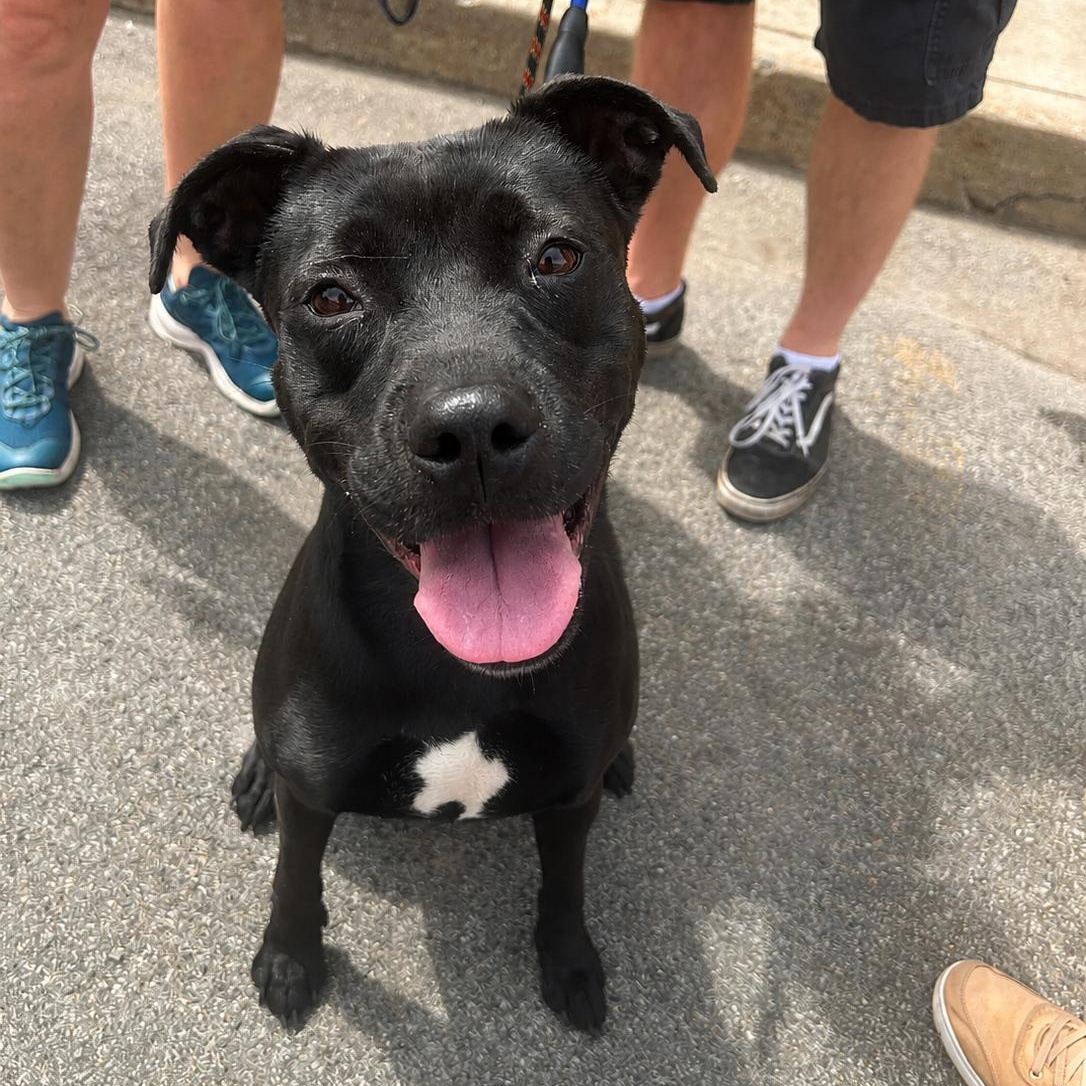 Isla, a ADOPTABLE mixed breed in Buffalo, NY image 2/6