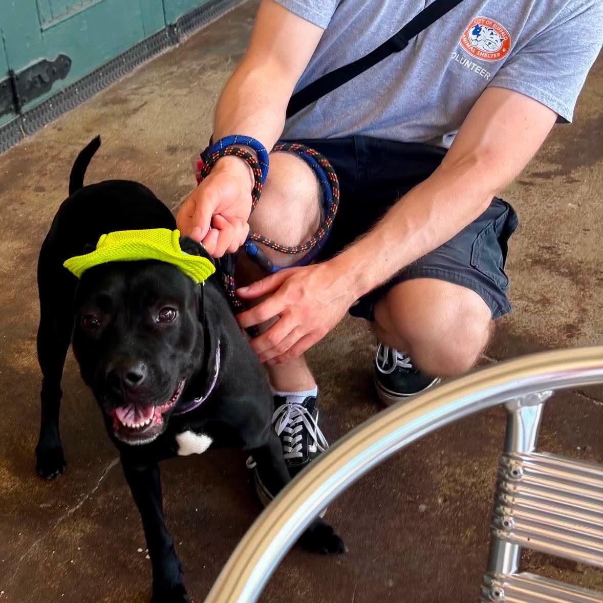 Isla, a ADOPTABLE mixed breed in Buffalo, NY image 5/6