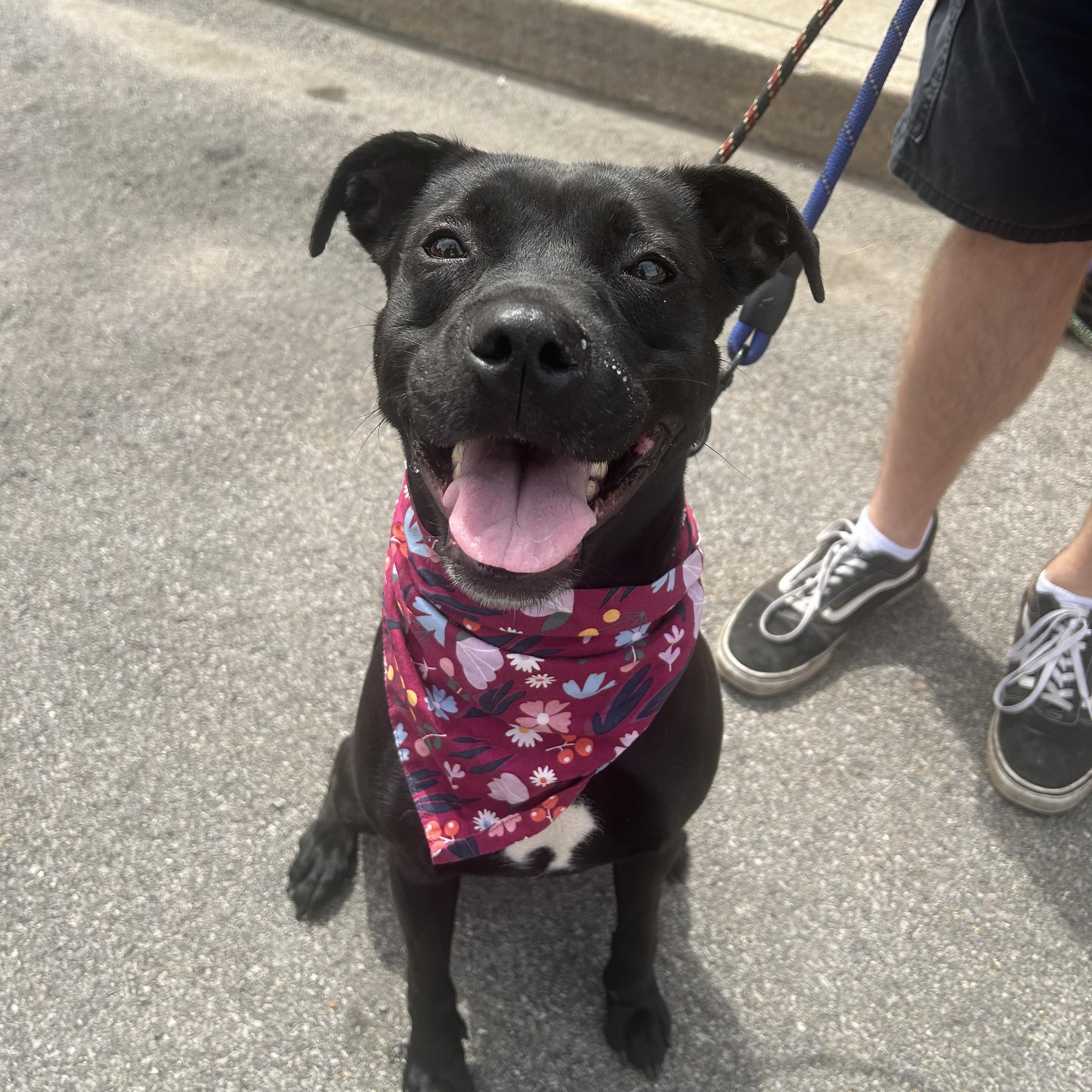 Isla, ADOPTABLE, Young Female Pit Bull Terrier.
