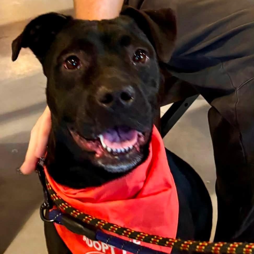Isla, a ADOPTABLE mixed breed in Buffalo, NY image 3/6