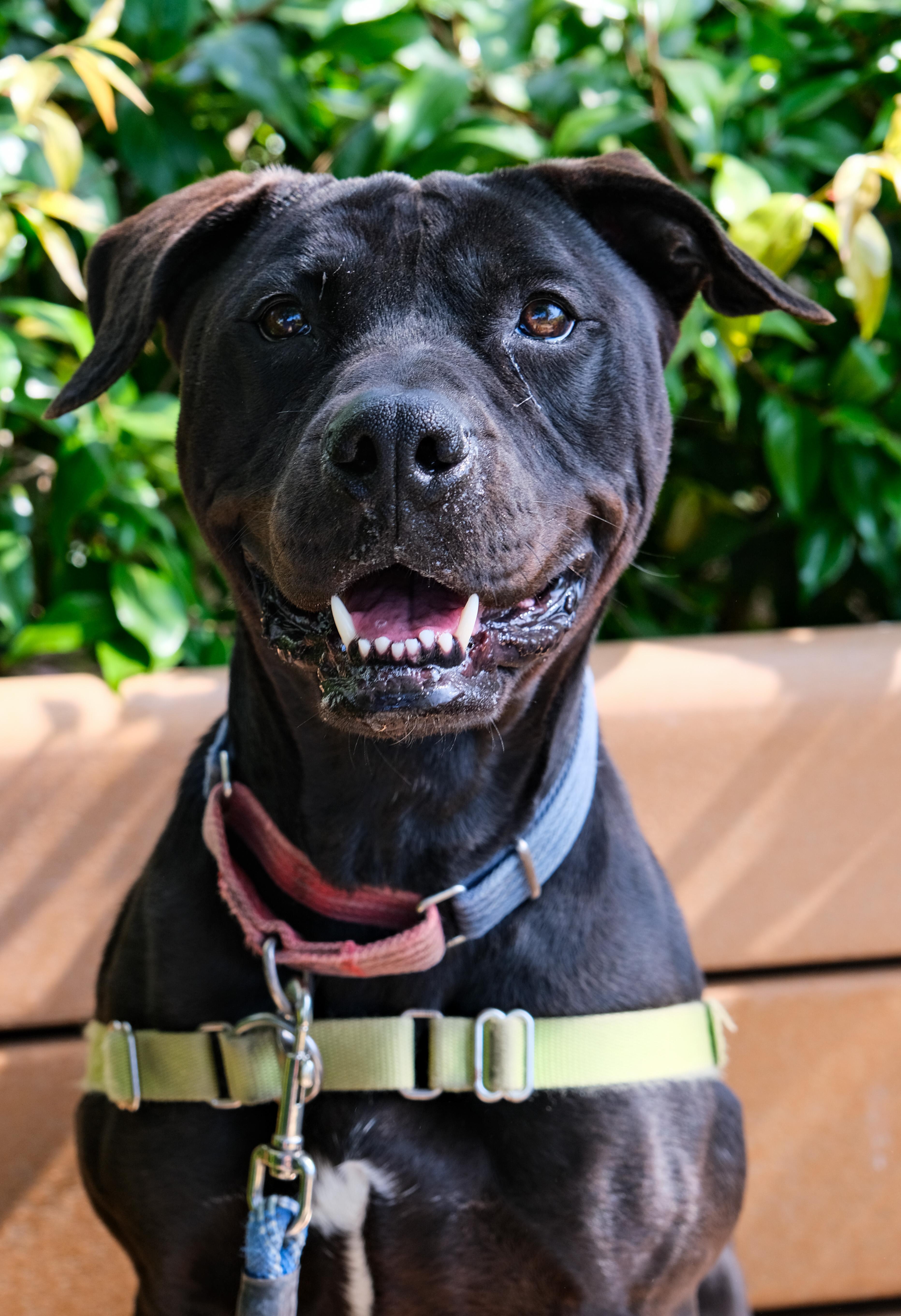 Jazzy, Adoptable, Adult Female Pit Bull Terrier.