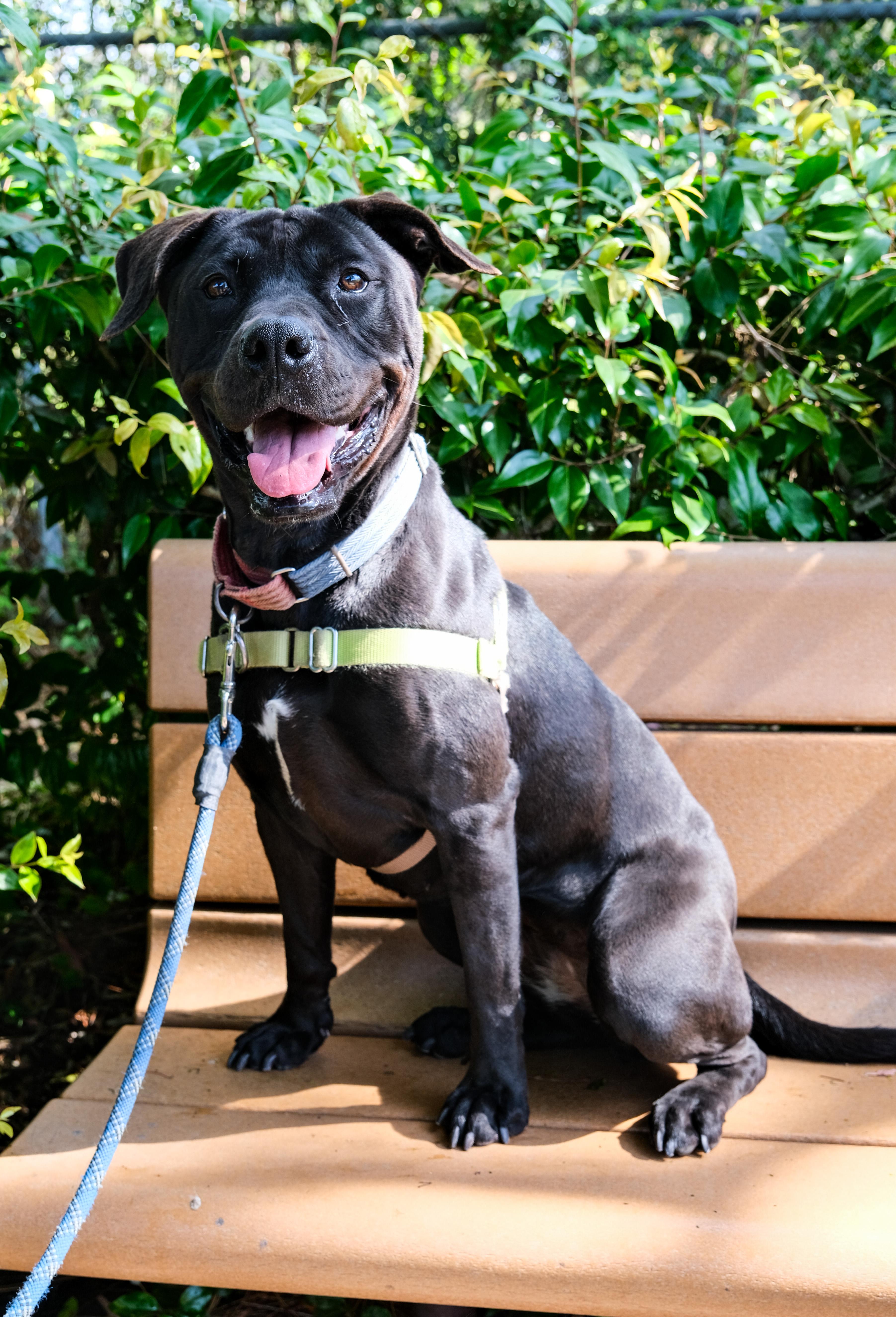 Enlarge Jazzy, a Adoptable Pit Bull Terrier in Newport Beach, CA image 3/6