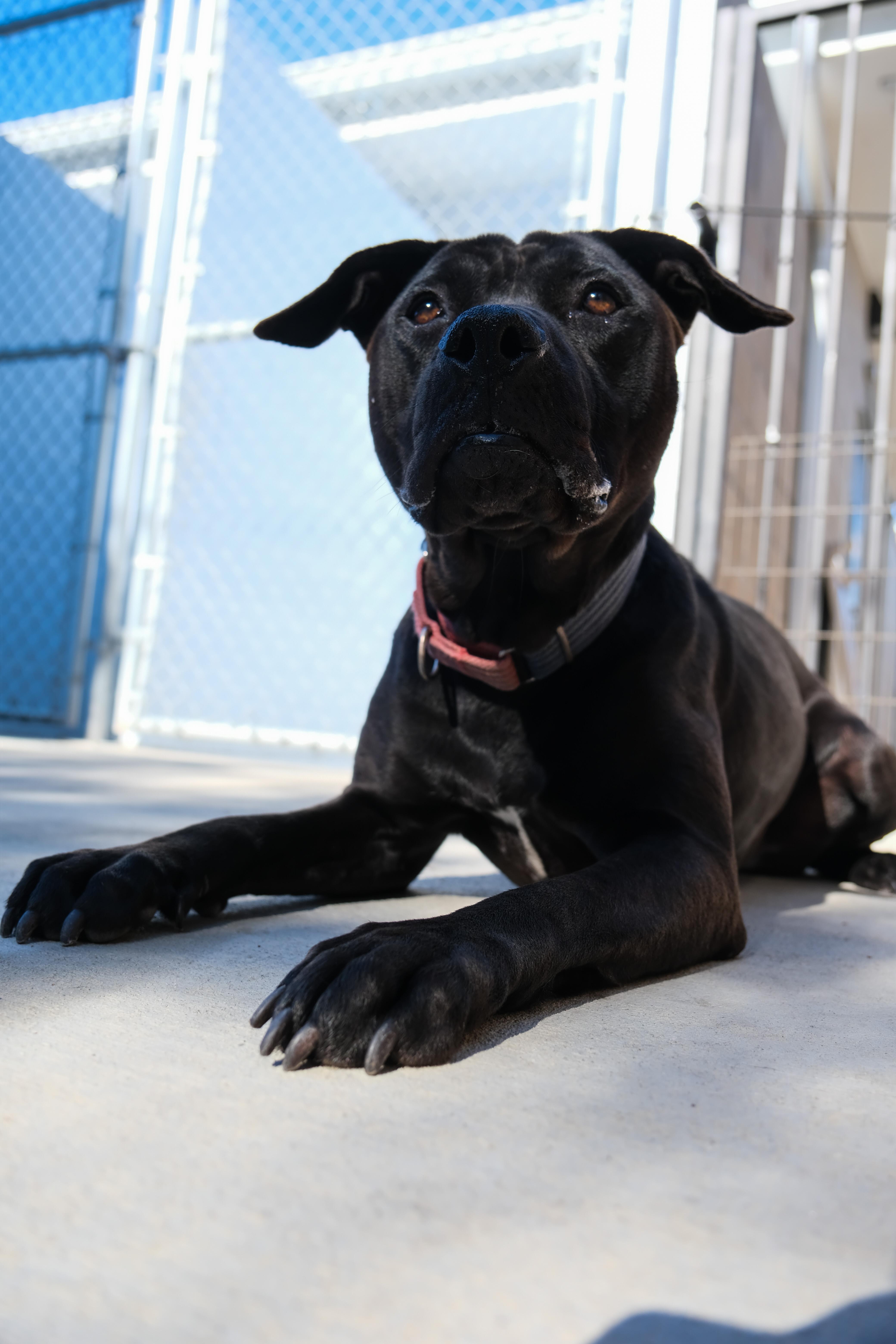 Jazzy, Adoptable, Adult Female Pit Bull Terrier.