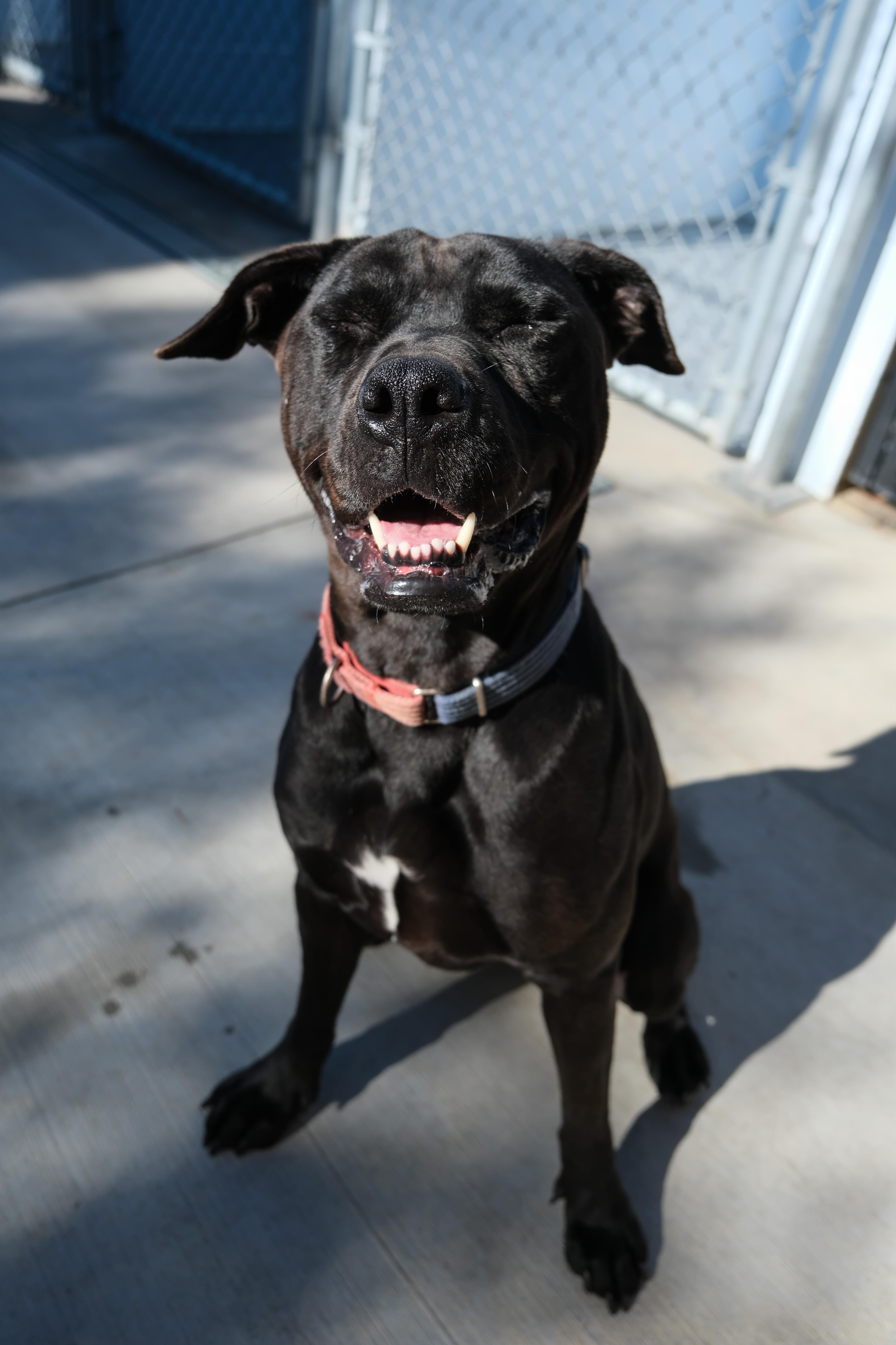 Jazzy, a Adoptable Pit Bull Terrier in Newport Beach, CA image 5/6
