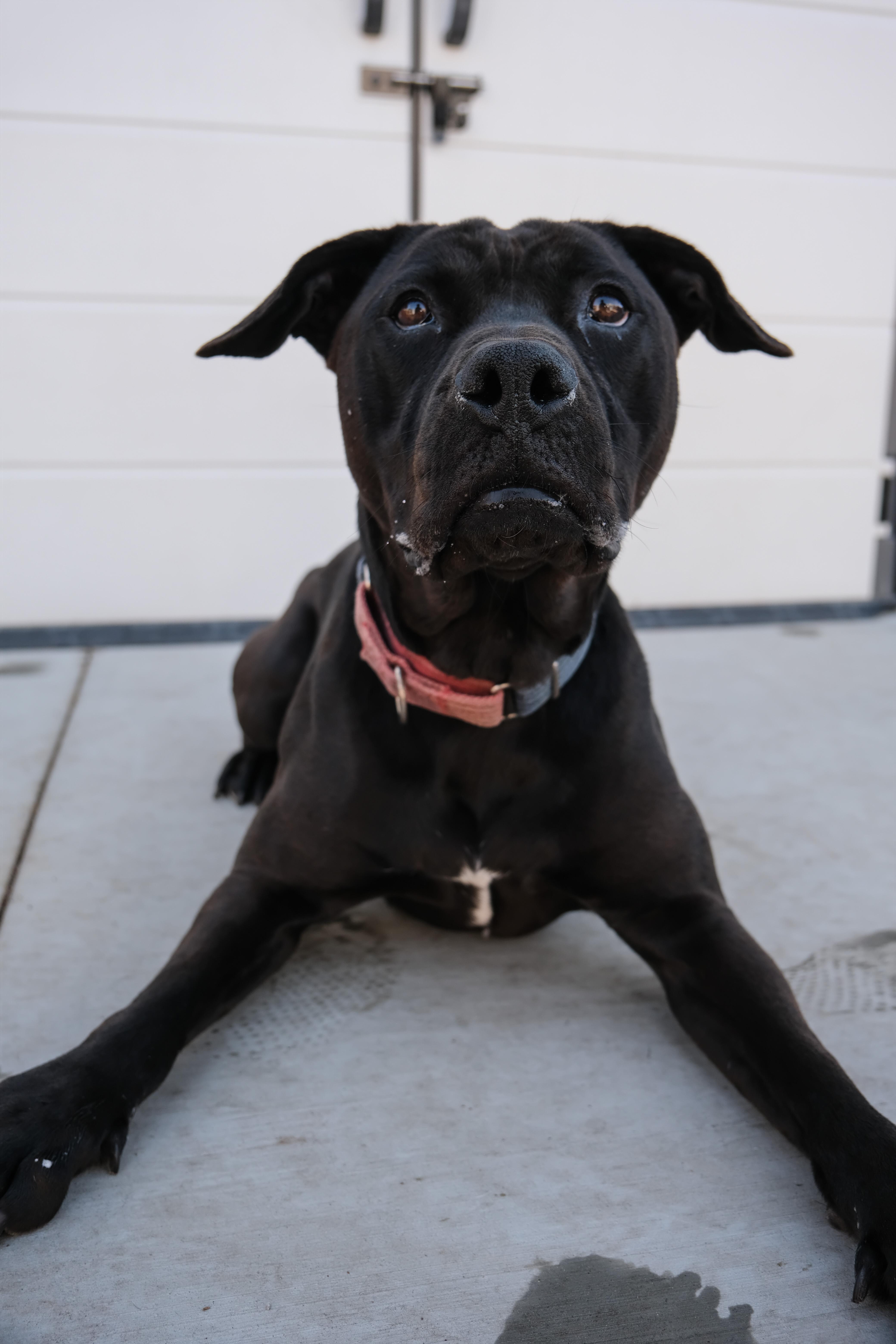 Jazzy, a Adoptable Pit Bull Terrier in Newport Beach, CA image 2/6