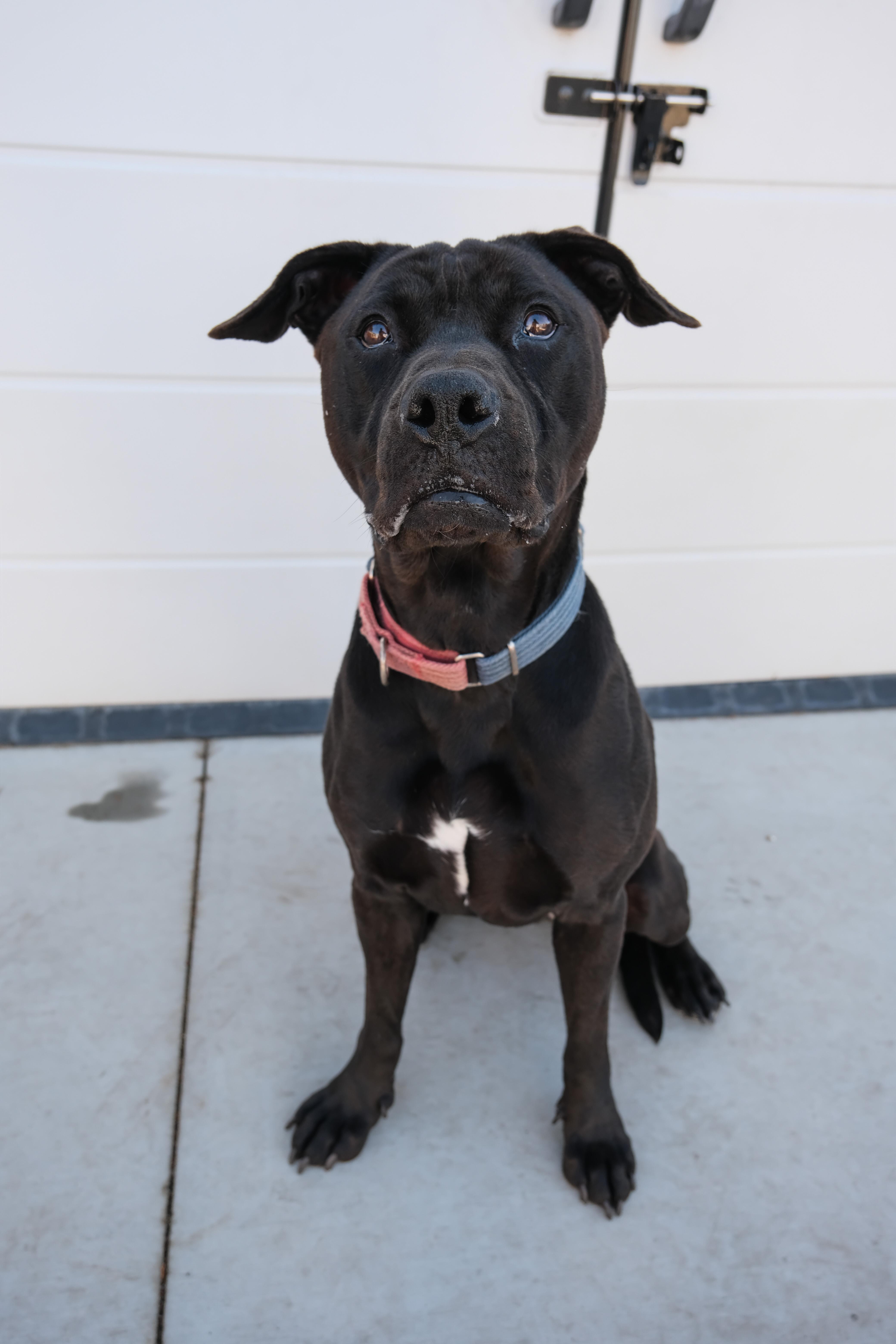Jazzy, a Adoptable Pit Bull Terrier in Newport Beach, CA image 3/6