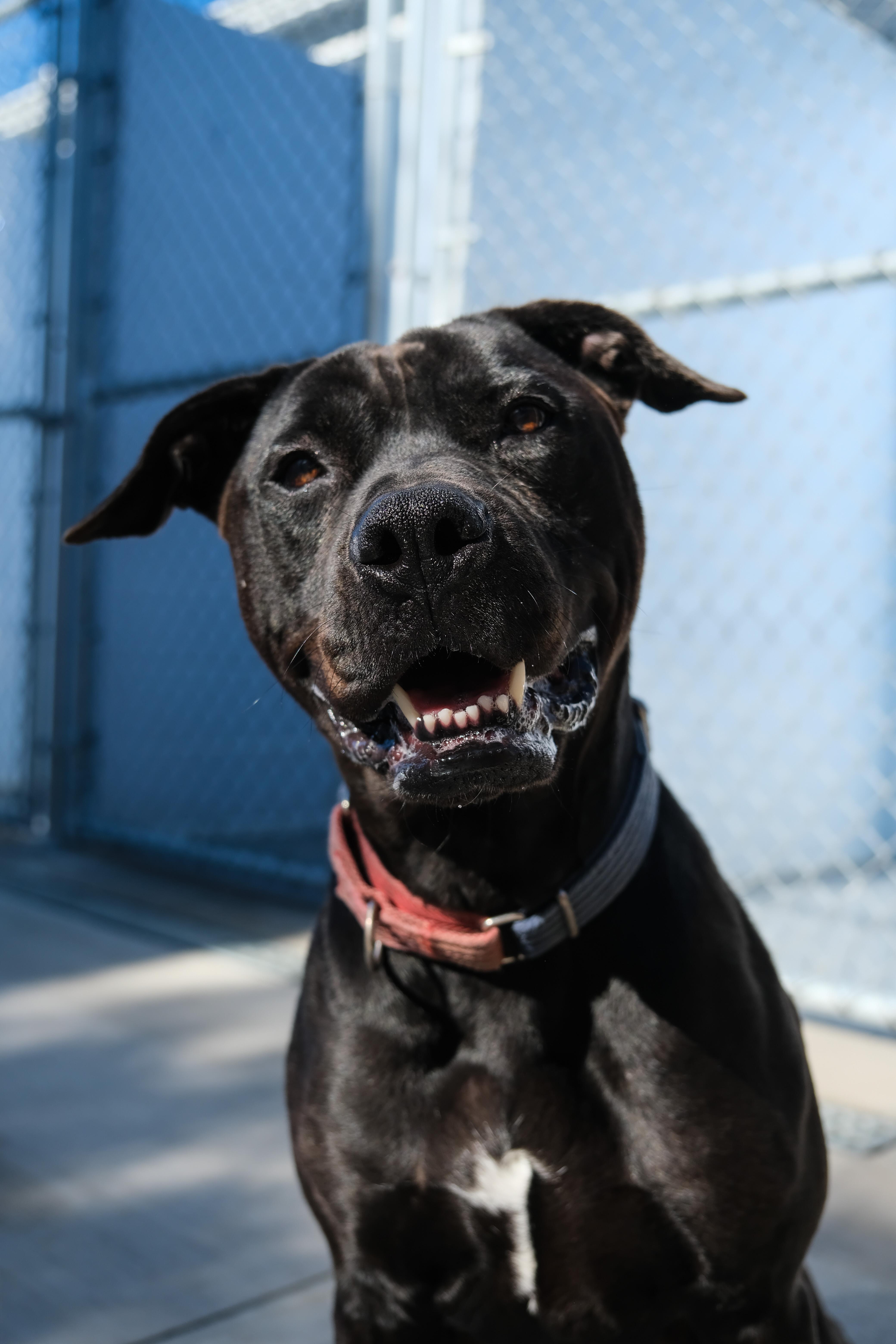 Jazzy, a Adoptable Pit Bull Terrier in Newport Beach, CA image 4/6