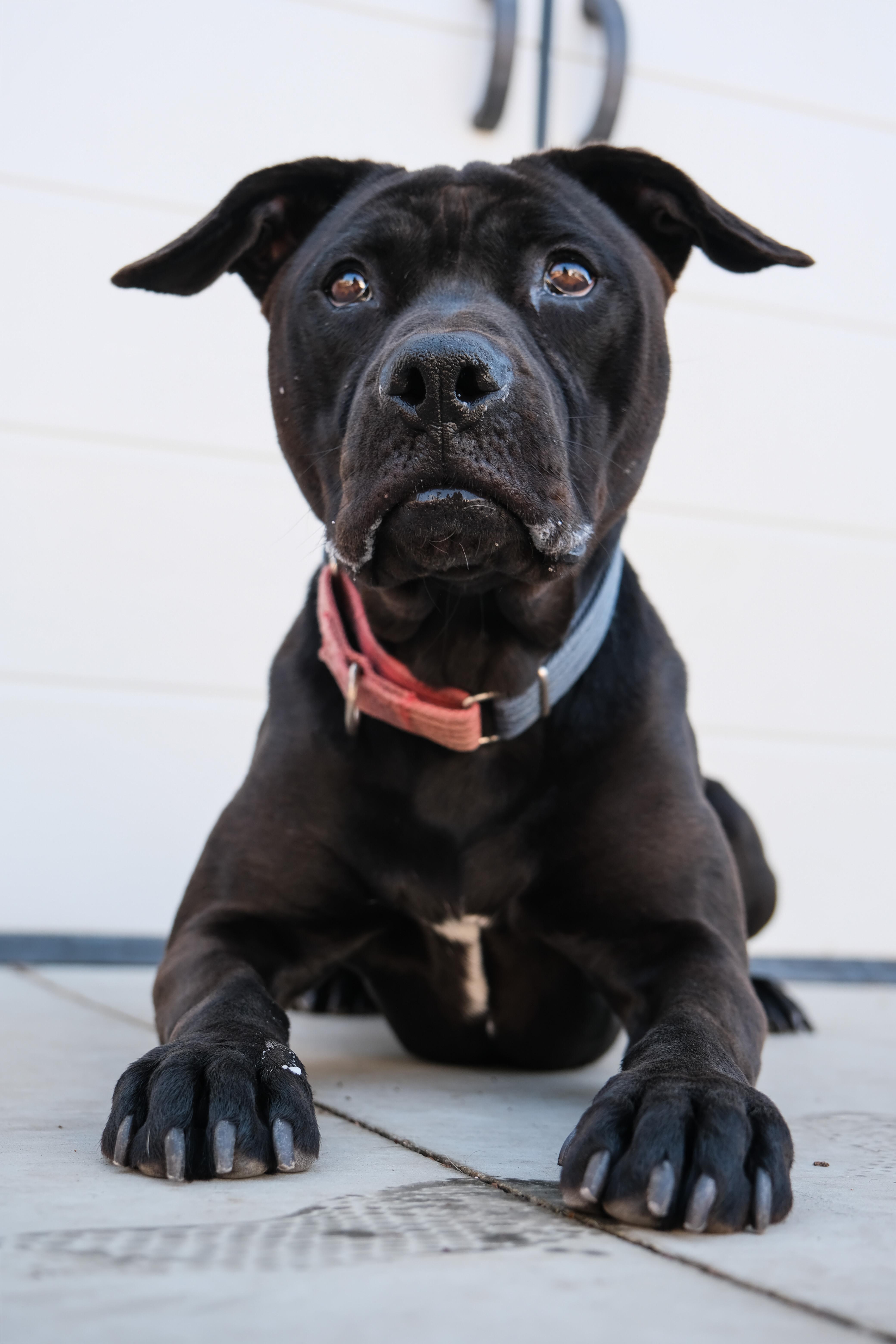 Jazzy, a Adoptable Pit Bull Terrier in Newport Beach, CA image 6/6