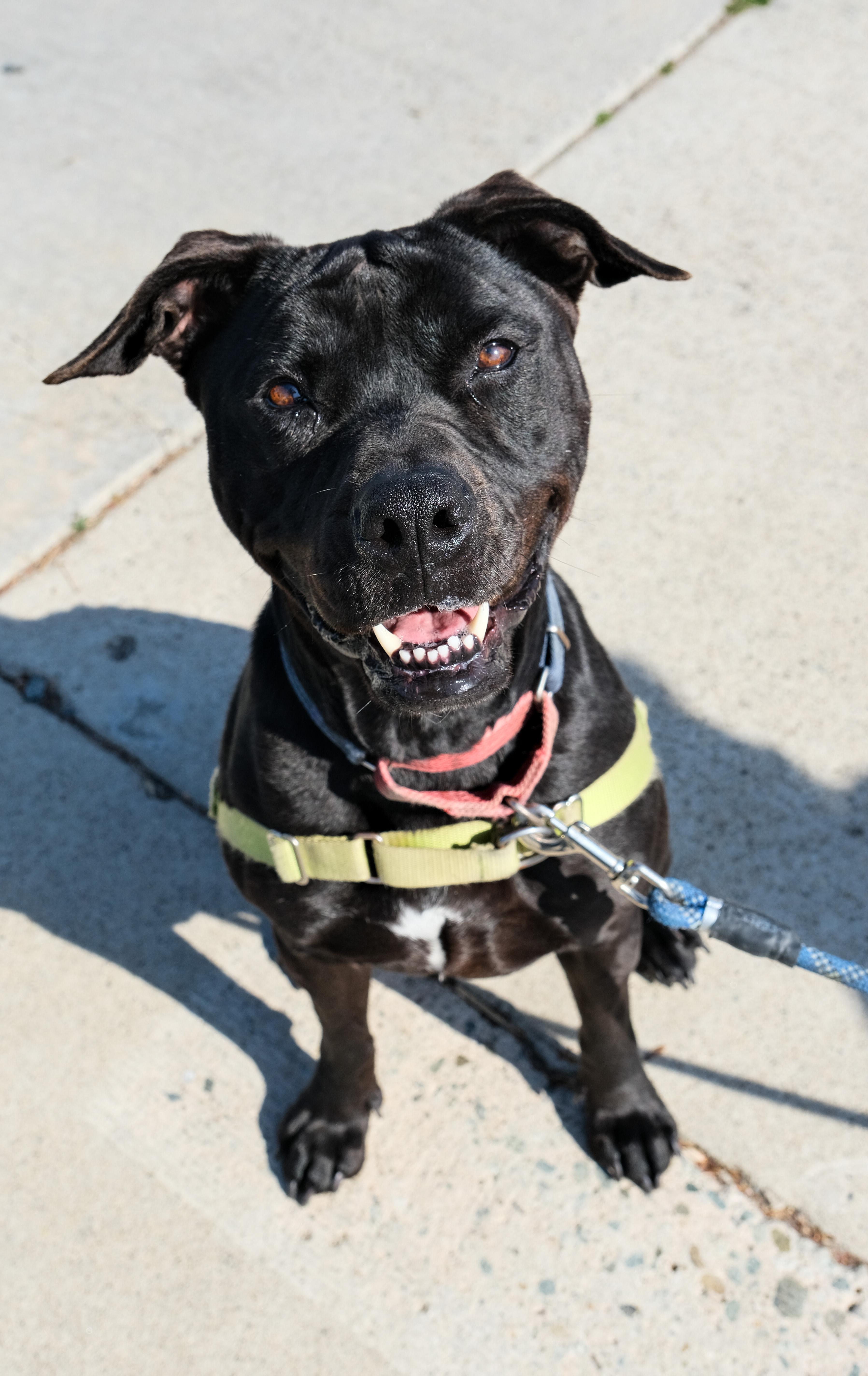 Enlarge Jazzy, a Adoptable Pit Bull Terrier in Newport Beach, CA image 2/6