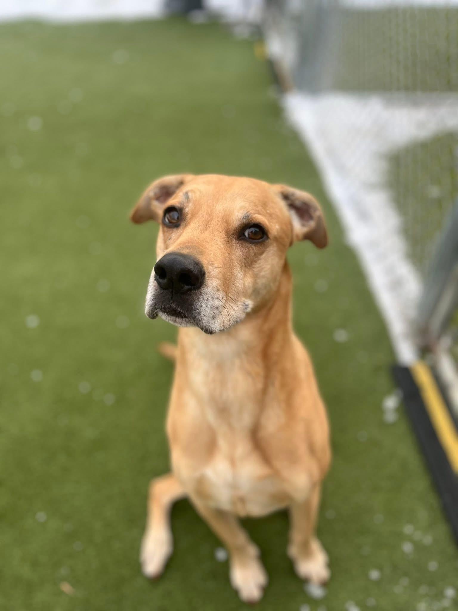 Enlarge Coffey, a ADOPTABLE mixed breed in Vernon Hills, IL image 1/3