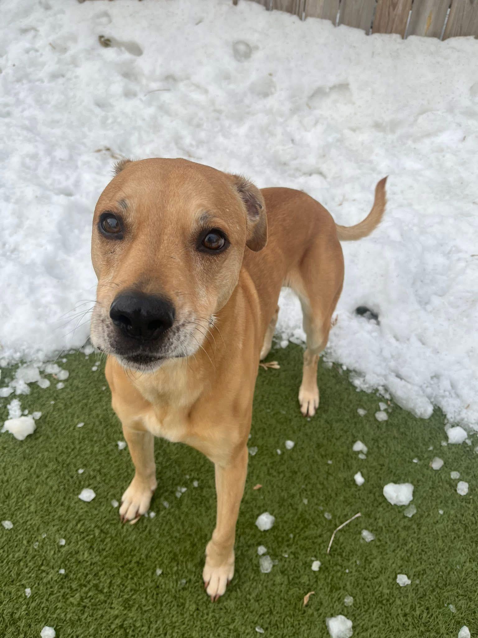 Enlarge Coffey, a ADOPTABLE mixed breed in Vernon Hills, IL image 2/3