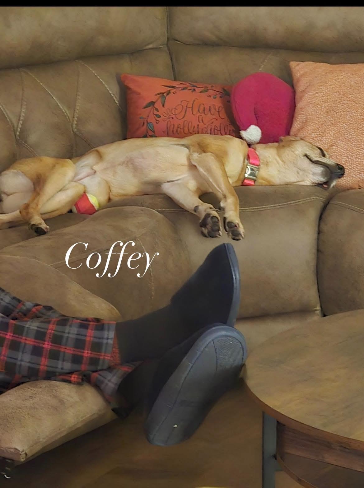 Enlarge Coffey, a ADOPTABLE mixed breed in Vernon Hills, IL image 3/3