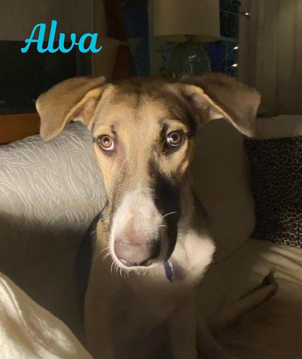 ALVA, Adoptable, Young Male Greyhound & Hound.