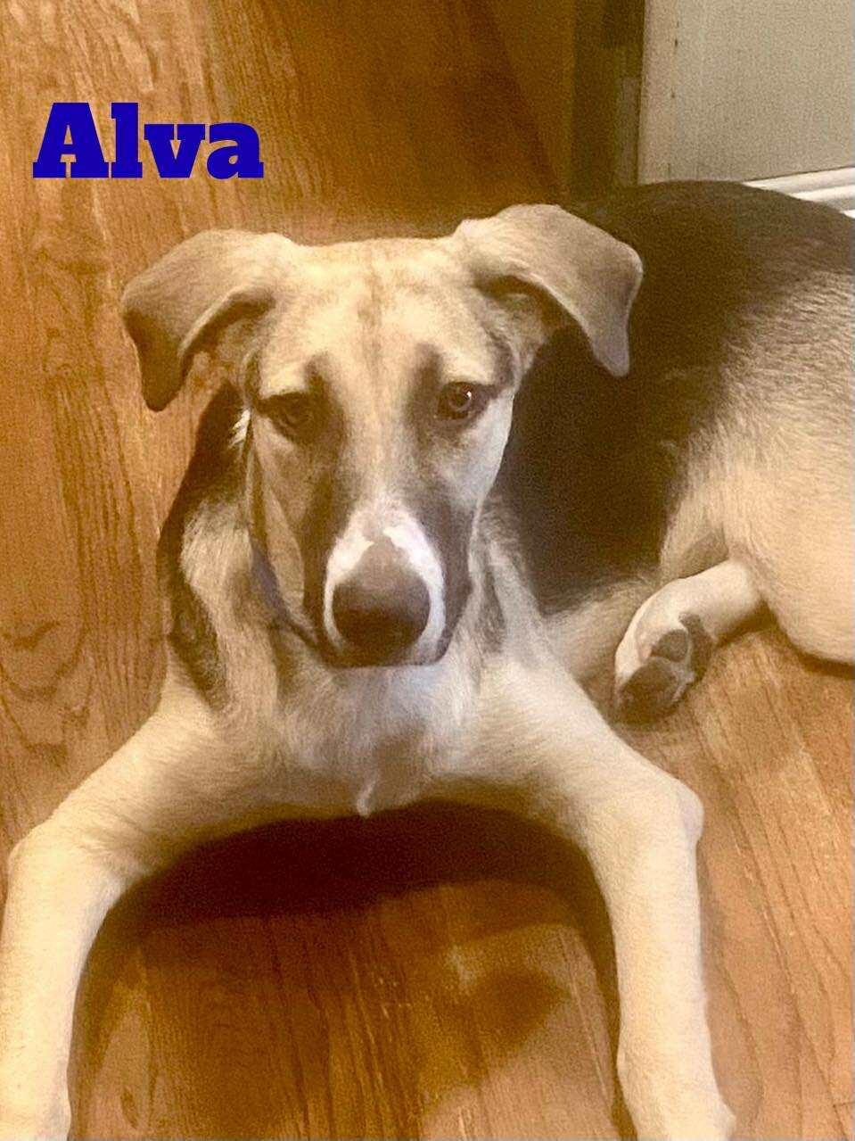 ALVA, a Adoptable mixed breed in Madisonville, LA image 4/7
