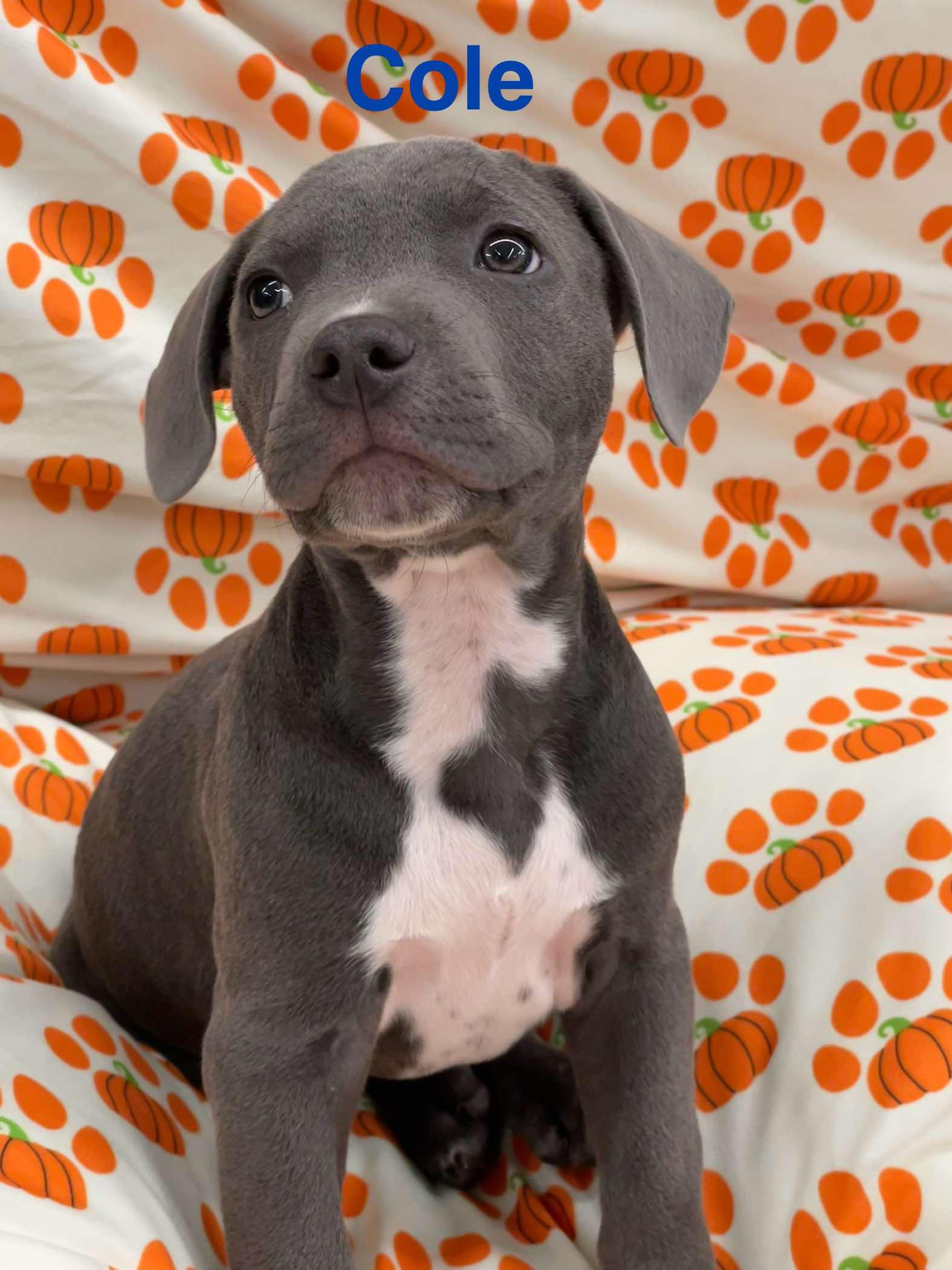 ALVA, a Adoptable mixed breed in Madisonville, LA image 5/7