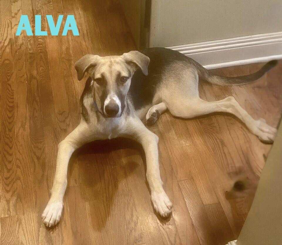 ALVA, a Adoptable mixed breed in Madisonville, LA image 6/7