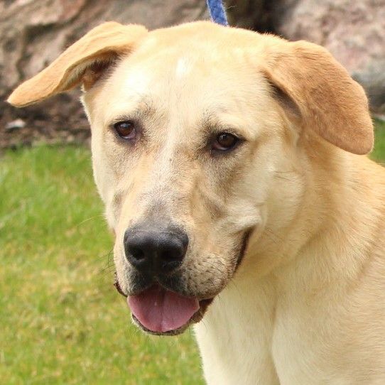 Enlarge Hobo, a Adoptable mixed breed in Eaton, OH image 1/10