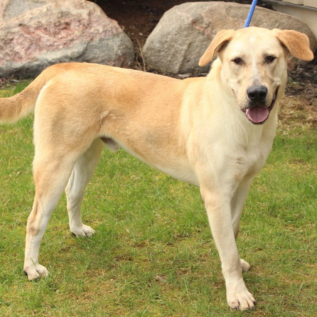 Enlarge Hobo, a Adoptable mixed breed in Eaton, OH image 2/10