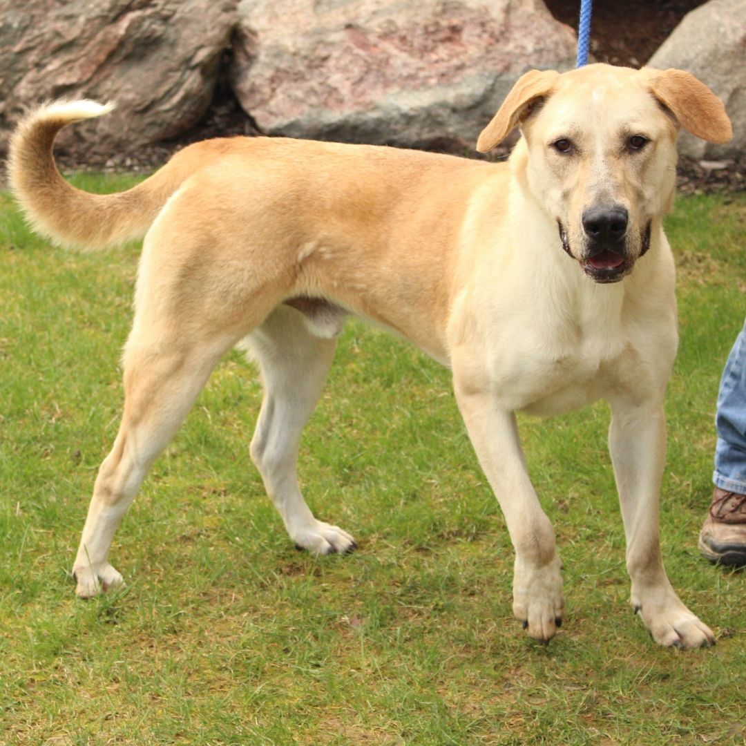 Enlarge Hobo, a Adoptable mixed breed in Eaton, OH image 4/10