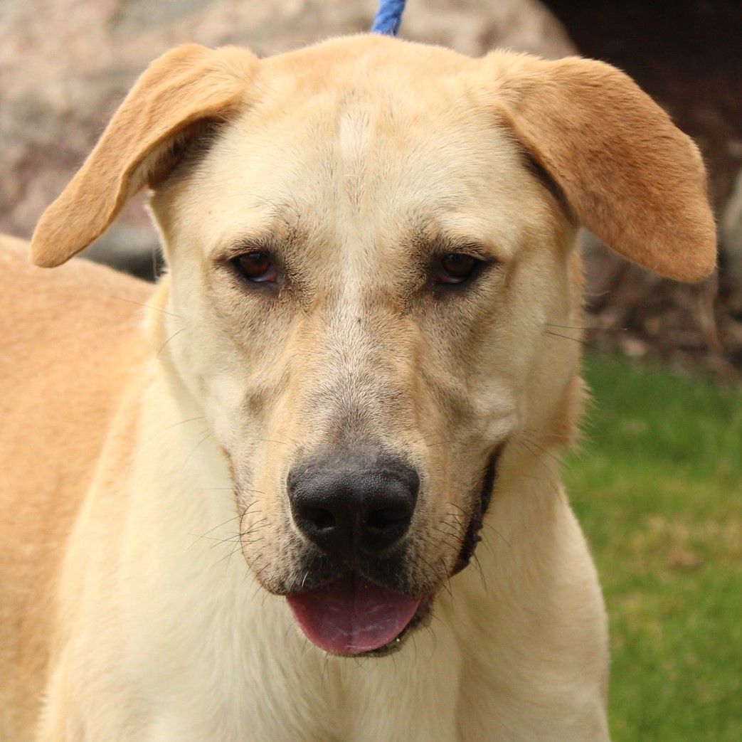 Enlarge Hobo, a Adoptable mixed breed in Eaton, OH image 5/10